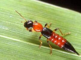 20120321154702148163_serangga-tomcat