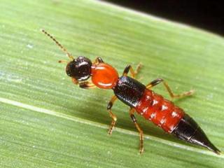 20120321154702148163_serangga-tomcat