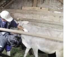 Kabupaten-Pekalongan