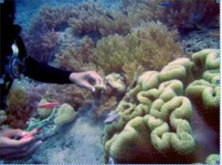 Karang-Lunak