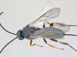 ahli-ipb-berantas-hama-timun-dengan-parasitoid-news