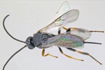 ahli-ipb-berantas-hama-timun-dengan-parasitoid-news