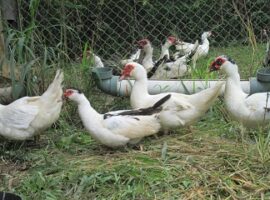 batasi-pakan-peneliti-ipb-buktikan-entok-tetap-produktif-bertelur-news