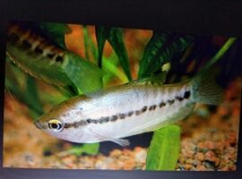 begini-performa-reproduksi-ikan-sepat-siam-berbagai-daerah-oleh-peneliti-ipb-news