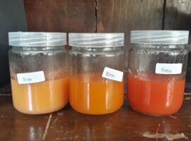 carofruit-minuman-antioksidan-dari-buah-merah-buatan-anak-ipb-news