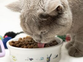cegah-diabetes-pada-kucing-peneliti-ipb-ciptakan-pakan-dari-biji-mahoni-news