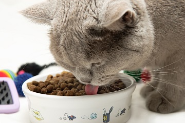 cegah-diabetes-pada-kucing-peneliti-ipb-ciptakan-pakan-dari-biji-mahoni-news