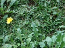 cegah-kelumpuhan-kalkun-mahasiswa-ipb-university-manfaatkan-tanaman-dandelion-news