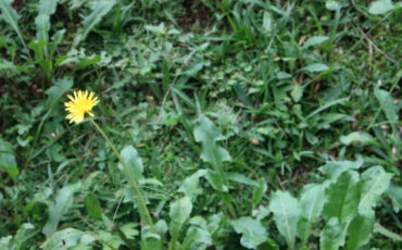 cegah-kelumpuhan-kalkun-mahasiswa-ipb-university-manfaatkan-tanaman-dandelion-news