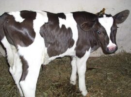 cegah-kematian-peneliti-ipb-beri-kolostrum-hiperimun-pada-anak-sapi-news