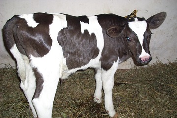 cegah-kematian-peneliti-ipb-beri-kolostrum-hiperimun-pada-anak-sapi-news