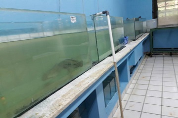 dengan-transplantasi-sel-mahasiswa-ipb-ciptakan-ikan-nila-monoseks-news