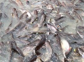 dosen-ipb-jadikan-daun-kayumanis-sebagai-peningkat-kualitas-daging-ikan-patin-news