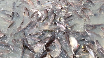 dosen-ipb-jadikan-daun-kayumanis-sebagai-peningkat-kualitas-daging-ikan-patin-news
