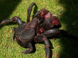 dosen-ipb-teliti-kepiting-kenari-crablet-melalui-pemberian-pakan-berkalsanchorium-news