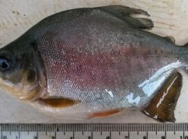 dosen-ipb-teliti-pengaruh-pakan-dengan-minyak-cengkeh-dosis-tinggi-untuk-ikan-bawal-news
