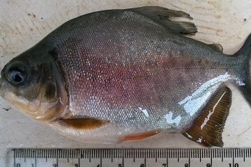dosen-ipb-teliti-pengaruh-pakan-dengan-minyak-cengkeh-dosis-tinggi-untuk-ikan-bawal-news