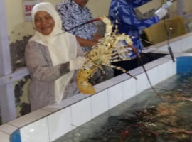 dosen-ipb-university-ungkap-penyimpanan-lobster-air-tawar-tanpa-media-air-news