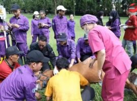 dosen-skhb-ipb-university-dan-mahasiswa-sekolah-vokasi-ipb-university-lakukan-kastrasi-kuda-jantan-di-istana-kepresidenan-cipanas-news