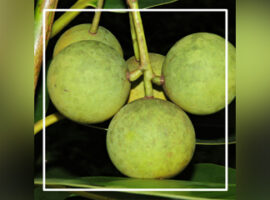 french-president-granted-ipb-lecturer-laureate-award-2018-news