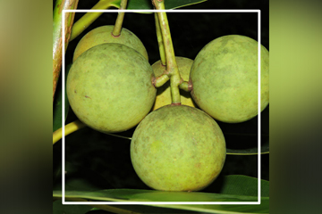 french-president-granted-ipb-lecturer-laureate-award-2018-news