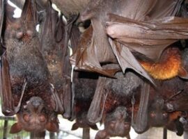 guru-besar-ipb-kelelawar-buah-di-indonesia-berpotensi-zoonosis-news