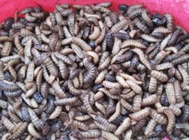 guru-besar-ipb-temukan-pakan-alternatif-pengganti-ransum-ternak-dari-maggot-news