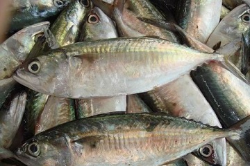 ingin-ikan-goreng-tetap-kaya-gizi-baca-hasil-penelitian-ipb-ini-news