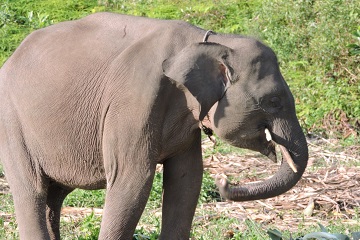 ini-dia-pelatih-gajah-asal-ipb-news