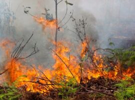 ipb-bisa-prediksi-kapan-terjadi-kebakaran-hutan-gambut-news