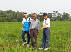 ipb-dampingi-petani-terdampak-wereng-di-subang-news