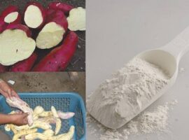 ipb-dirikan-unit-pengolahan-pati-dan-tepung-ubi-jalar-di-bogor-news