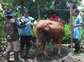 ipb-fasilitasi-pendamping-peternak-sapi-pada-sekolah-peternakan-rakyat-spr-bojonegoro-news