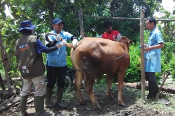ipb-fasilitasi-pendamping-peternak-sapi-pada-sekolah-peternakan-rakyat-spr-bojonegoro-news