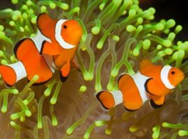 ipb-teliti-cara-membuat-ikan-badut-betina-news
