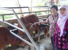 ipb-teliti-daya-dukung-limbah-kacang-kedelai-untuk-tingkatkan-produktivitas-sapi-news