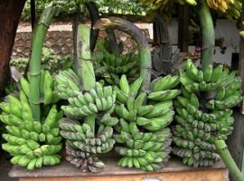 ipb-teliti-dinamika-sosial-ekonomi-usaha-pisang-di-jawa-barat-news