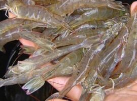 ipb-teliti-ekstrak-rumput-laut-untuk-kekebalan-udang-vaname-news