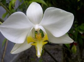 ipb-teliti-keragaman-anggrek-phalaenopsis-news