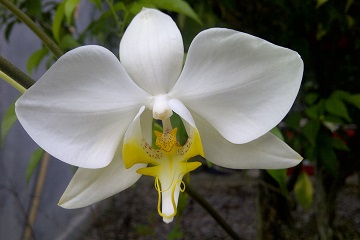 ipb-teliti-keragaman-anggrek-phalaenopsis-news
