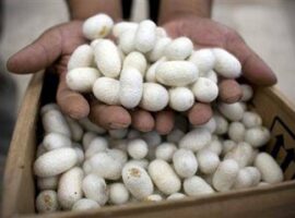 ipb-teliti-manfaat-kitosan-ulat-sutra-sebagai-antioksidan-news