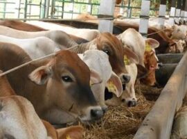 ipb-teliti-obat-pengendali-diare-pada-sapi-news