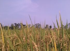 kalaborasi-peneliti-ipb-dan-litbang-pertanian-atasi-penyakit-hawar-daun-bakteri-pada-padi-news