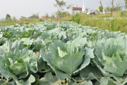 kebun-percobaan-ipb-university-di-pasir-sarongge-jadi-lokasi-pengungsi-gempa-cianjur-news