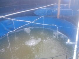 kolaborasi-peneliti-ipb-dan-belgia-soal-larva-ikan-nila-news