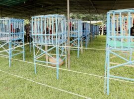 kontes-ayam-pelung-ajang-silaturahim-pelungers-indonesia-news