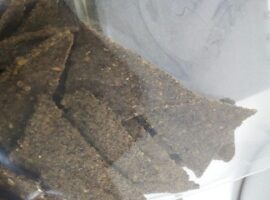 kriktos-tortilla-jangkrik-ala-ipb-news