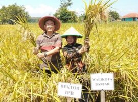 lppm-ipb-gelar-panen-perdana-padi-3s-di-kota-banjar-news