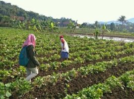 mahasiswa-ipb-bantu-petani-ubi-jalar-deteksi-virus-news