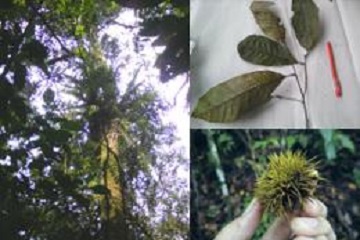 mahasiswa-ipb-begini-pola-penyebaran-castanopsis-di-hutan-gunung-galunggung-news